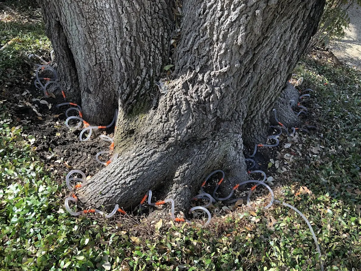 Detailed Tree Cabling and Bracing job site in North Billerica