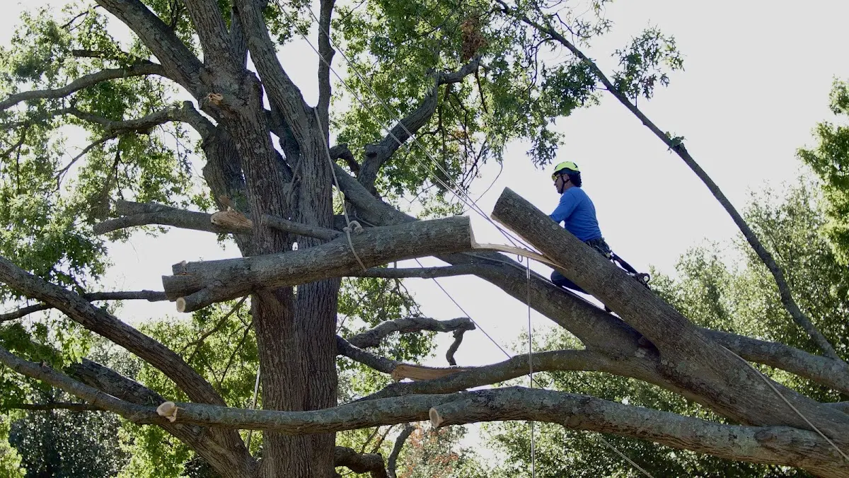 Professional Crown Thinning performed by certified arborists in North Billerica