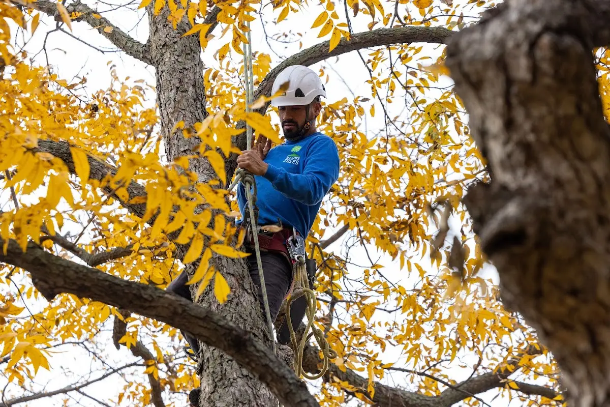 Skilled Tree Planing crew working in North Billerica